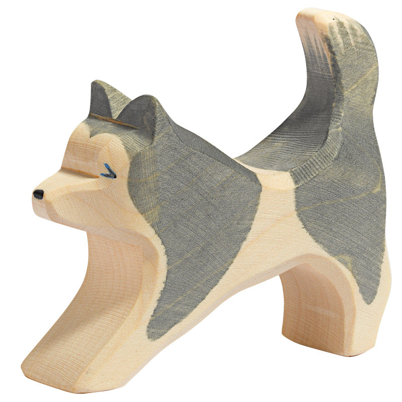 Grey husky sled dog