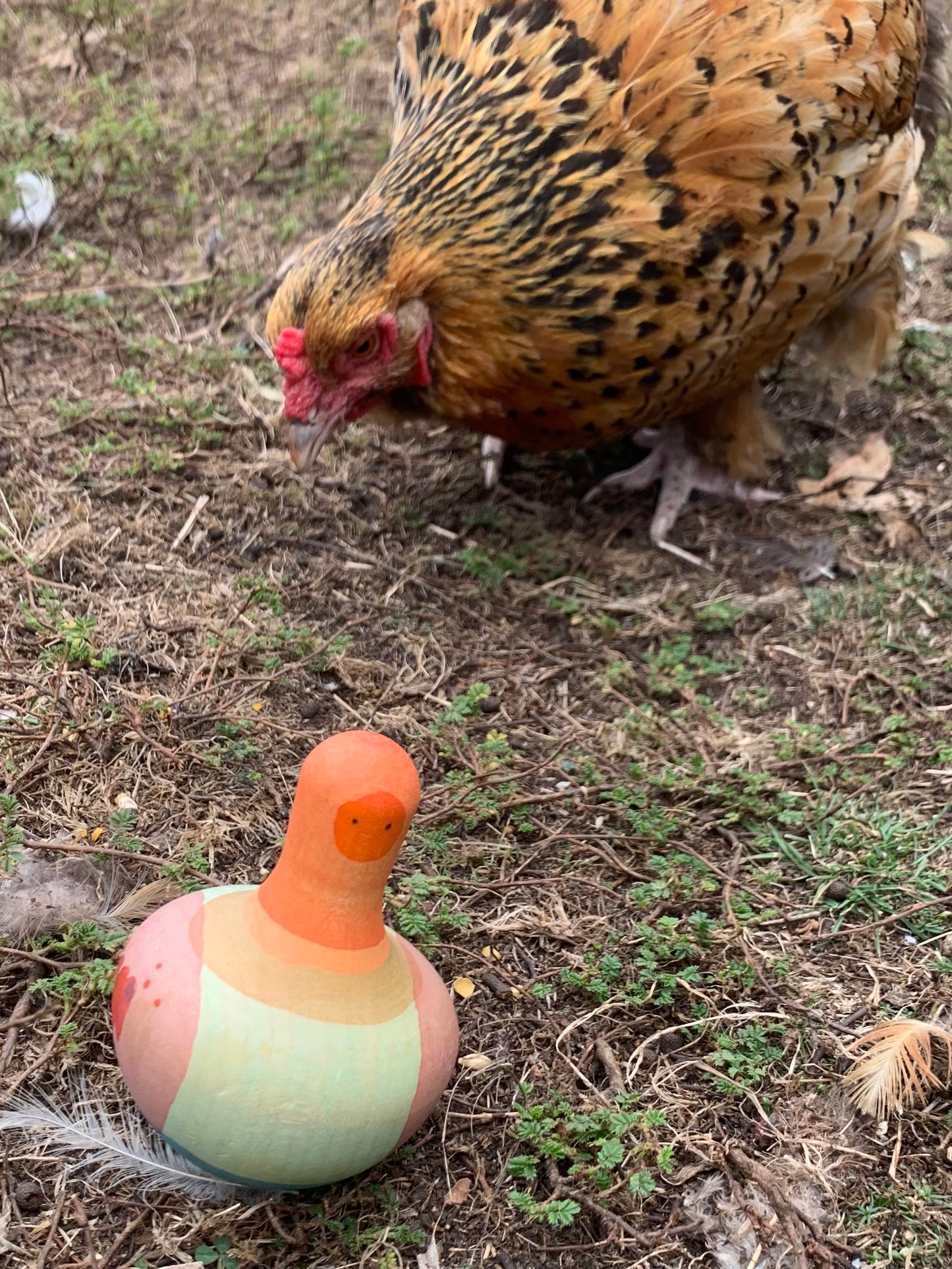 Grapat 2025 - Birds - new release now available