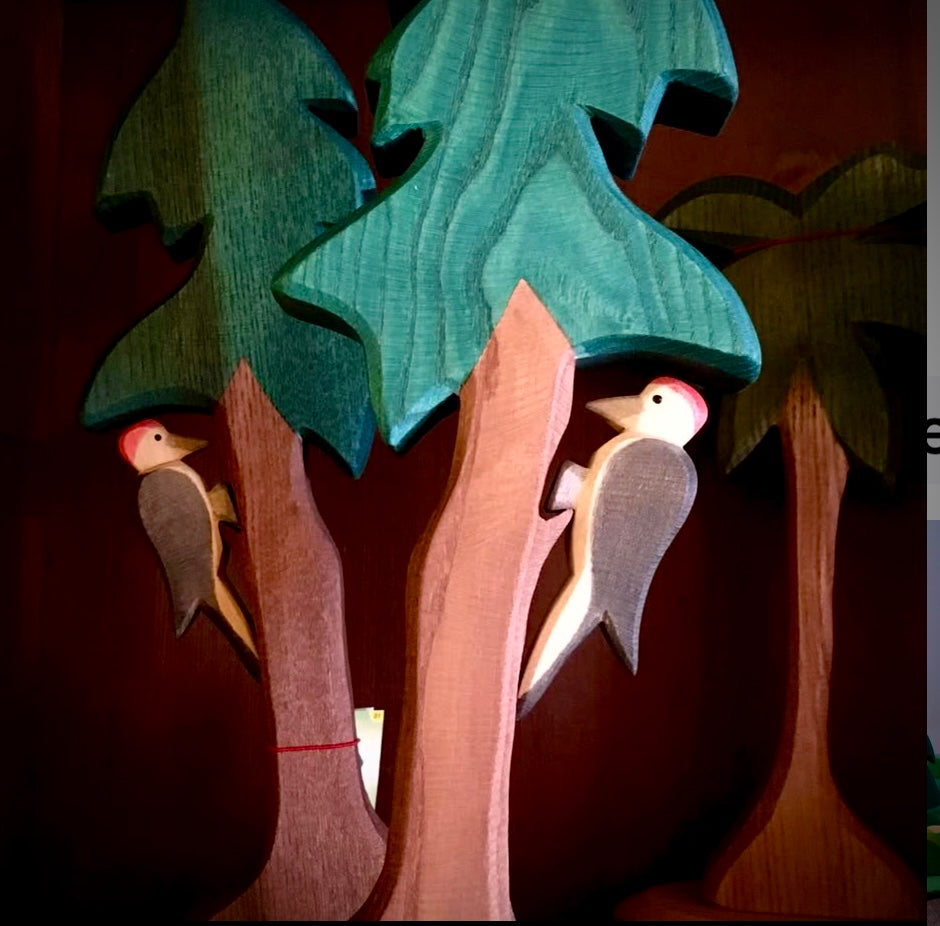 Ostheimer woodpecker perched on a special perch on the  tall spruce tree