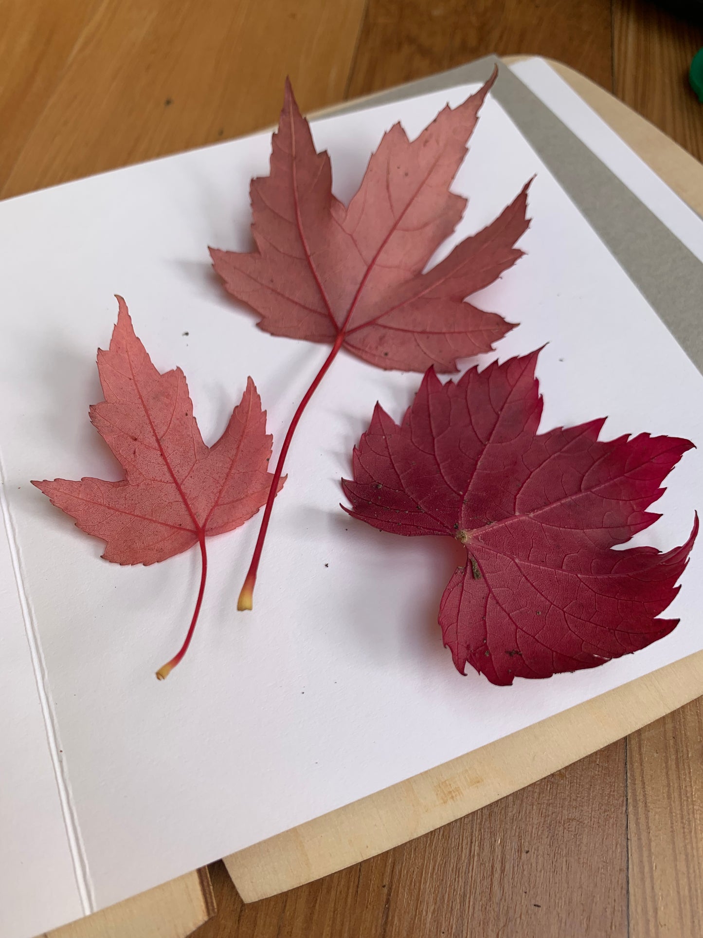 Autumn leaves ready to be pressed in the Toverlux Flower Press