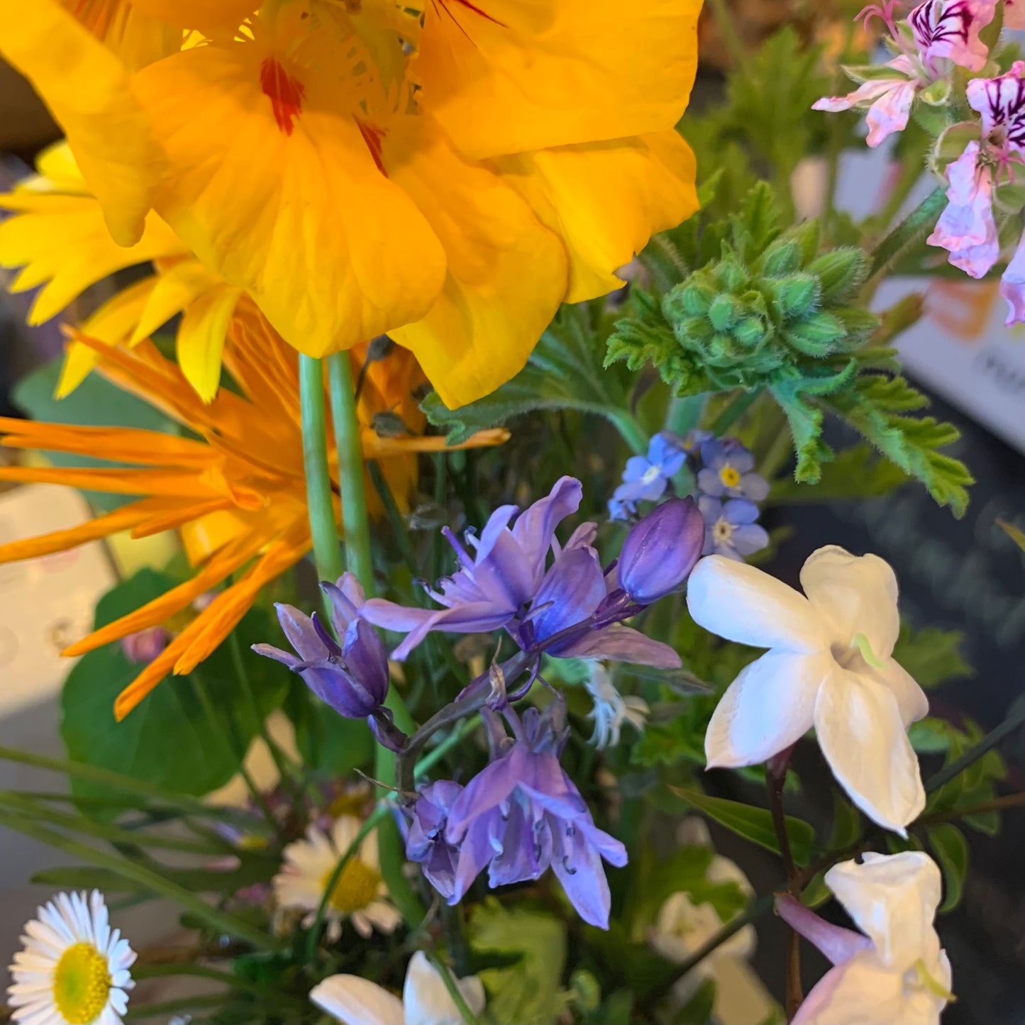 Ambrosius Spring Season Flower Fairies