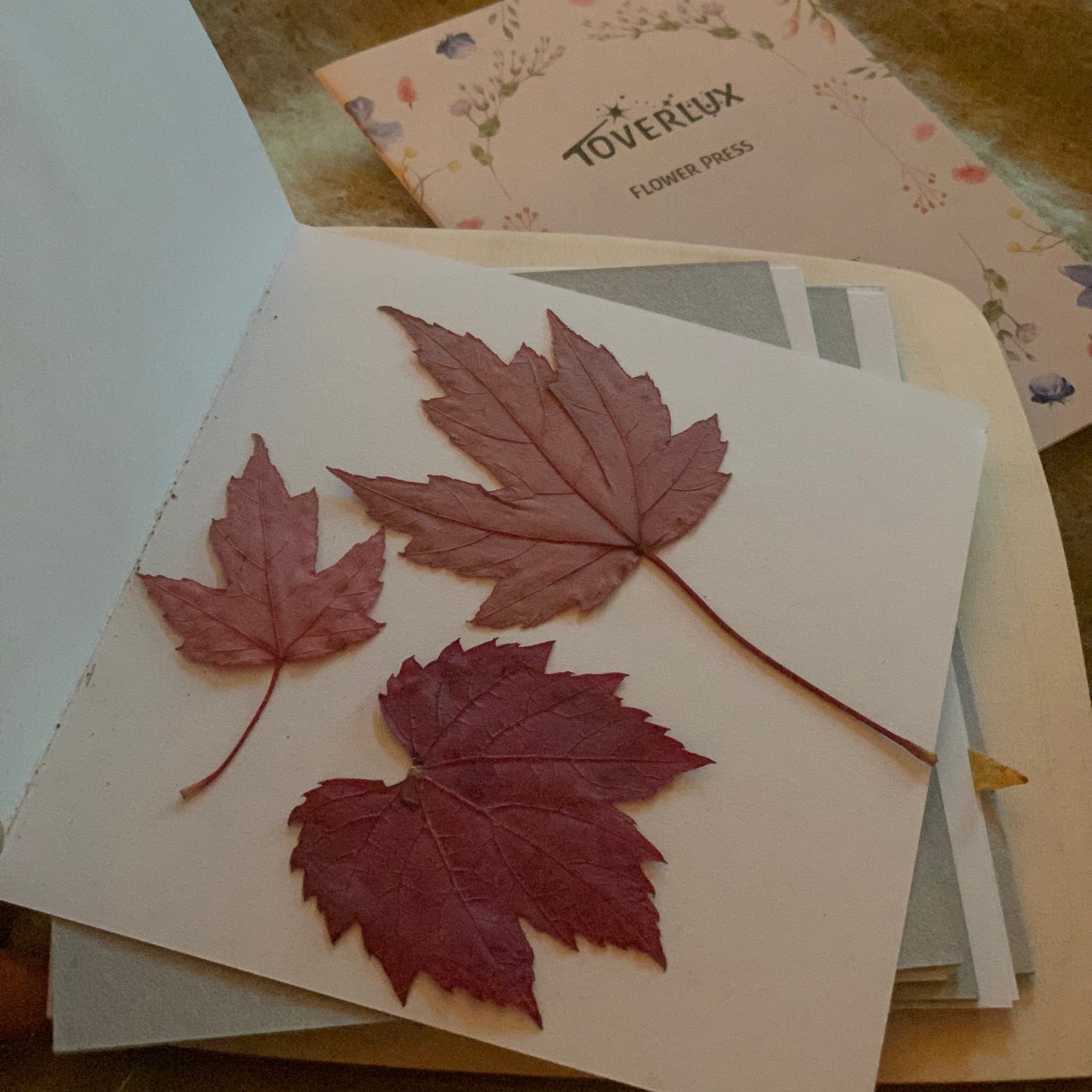 Pressed leaves are ready to be turned into a beautiful silhouette screen with the DIY Flower Silhouette Kit