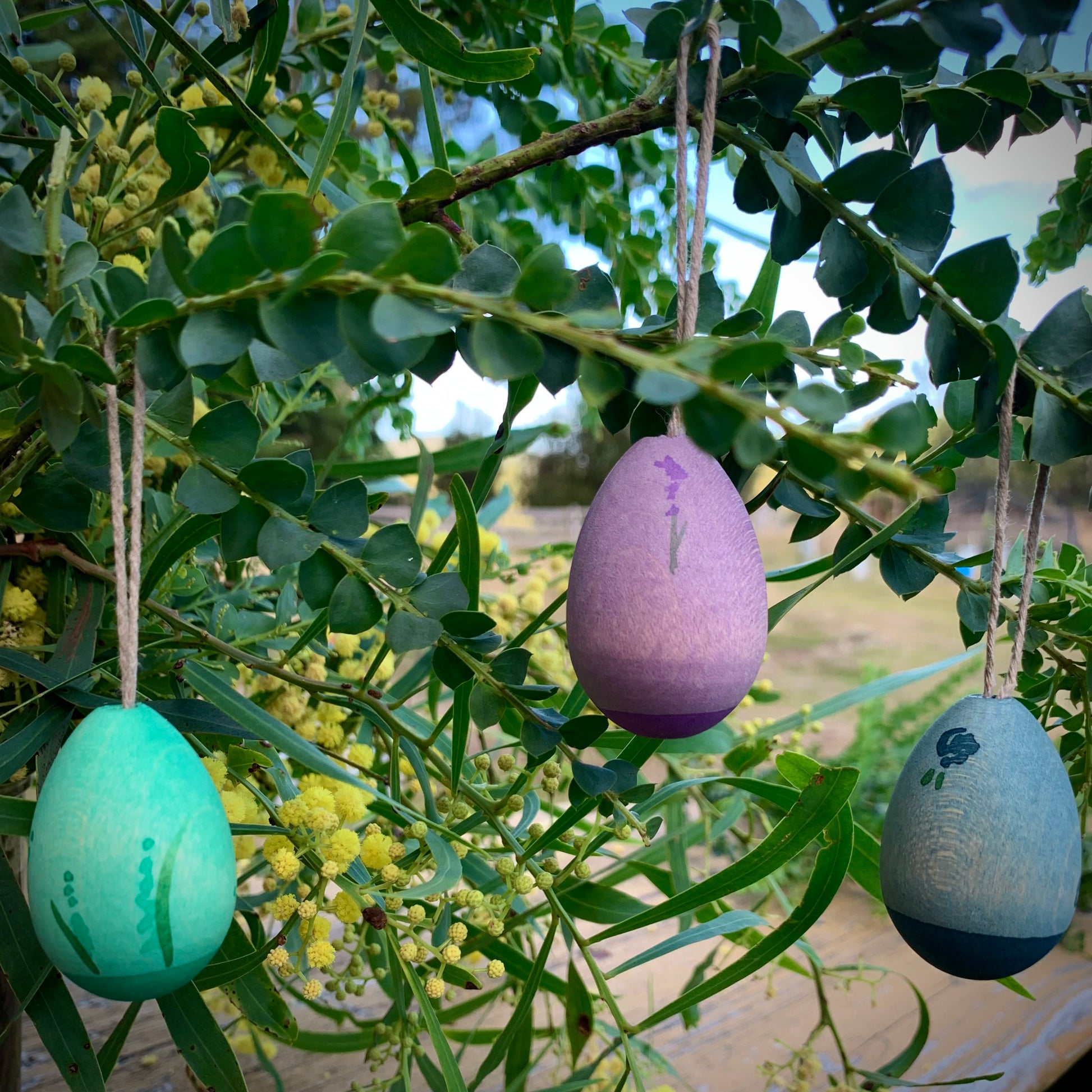 Grapat Aurora hanging in a wattle branch