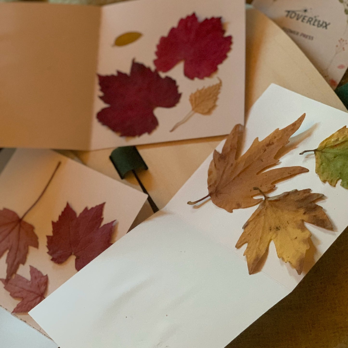 Autumn leaves being prepared for pressing