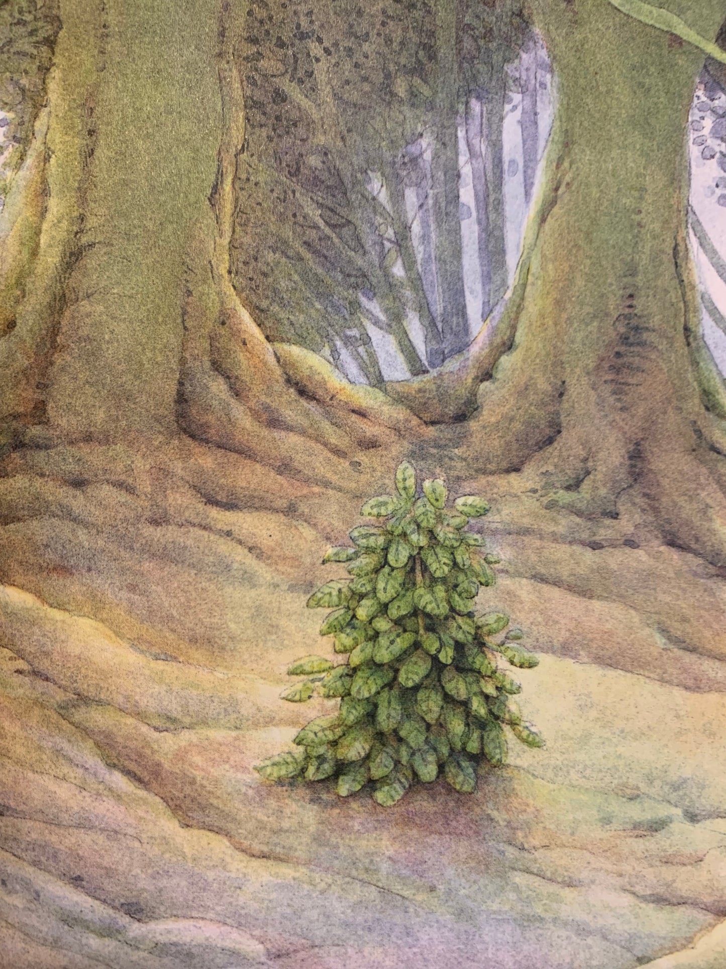 The Little Christmas Tree book