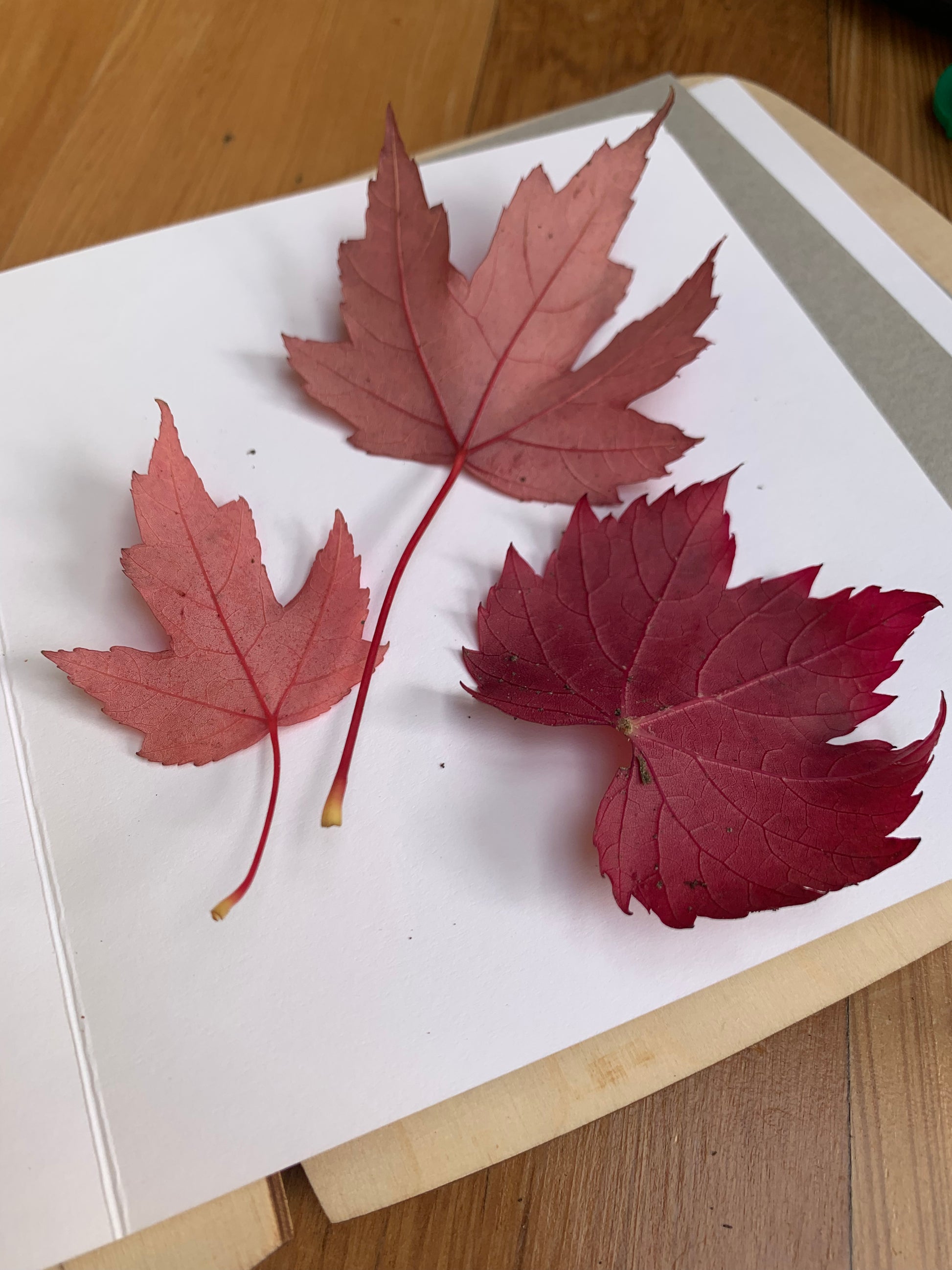 Autumn leaves ready to be pressed in the Toverlux Flower Press