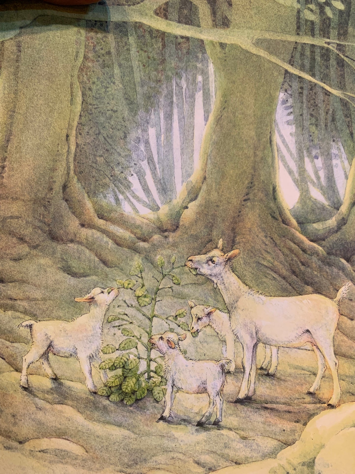 The Little Christmas Tree book