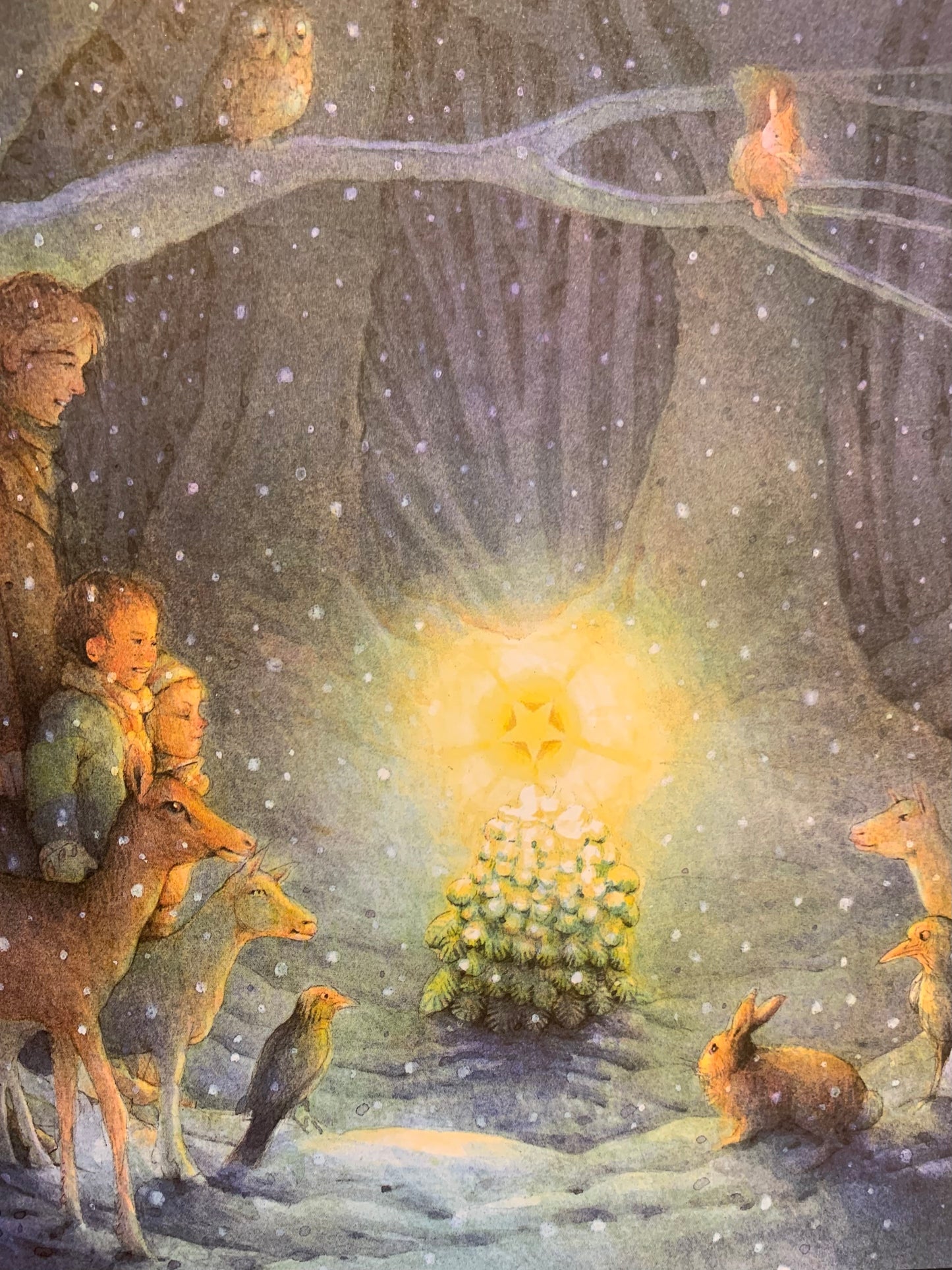 The Little Christmas Tree book