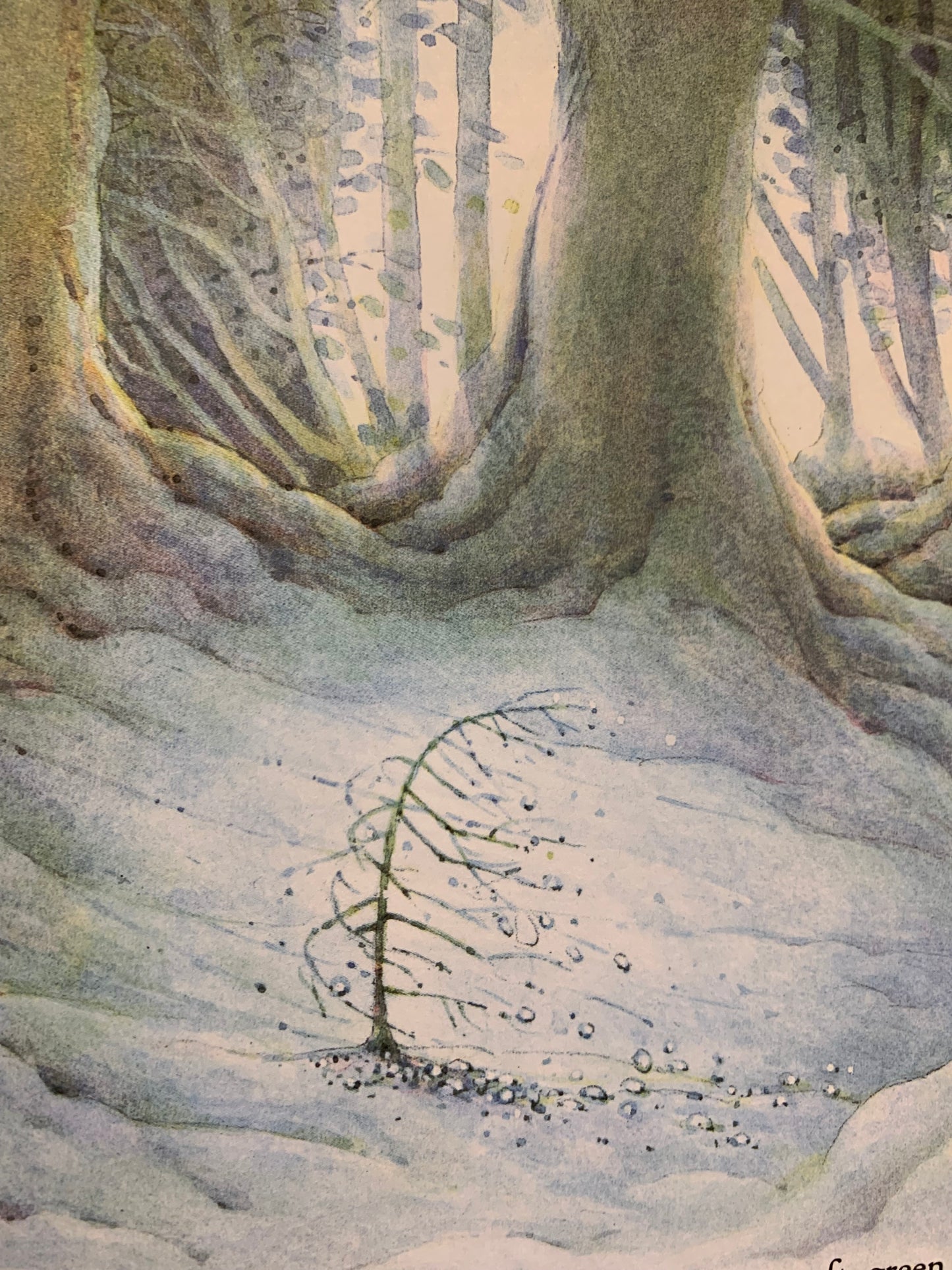 The Little Christmas Tree book