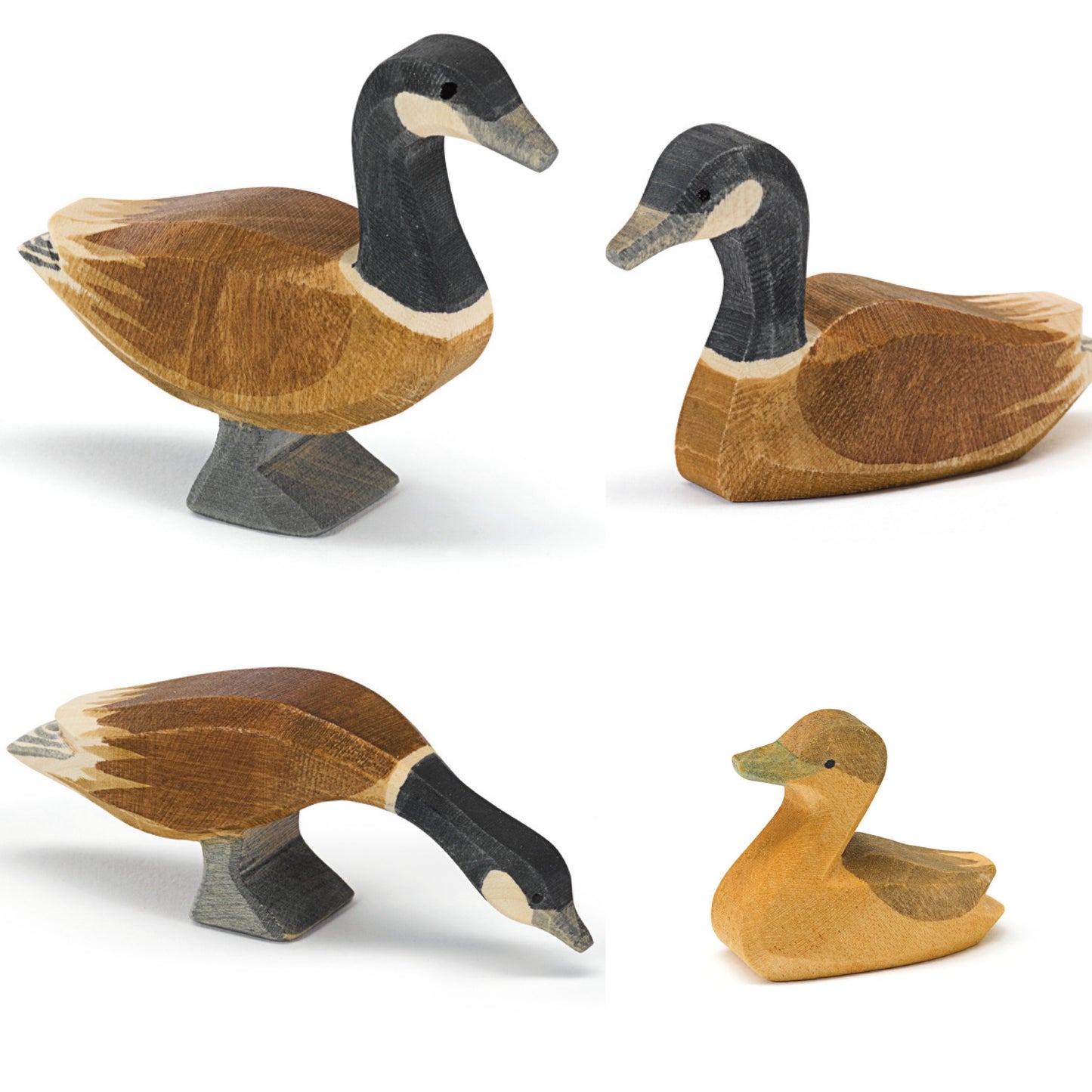 Ostheimer Canada Goose