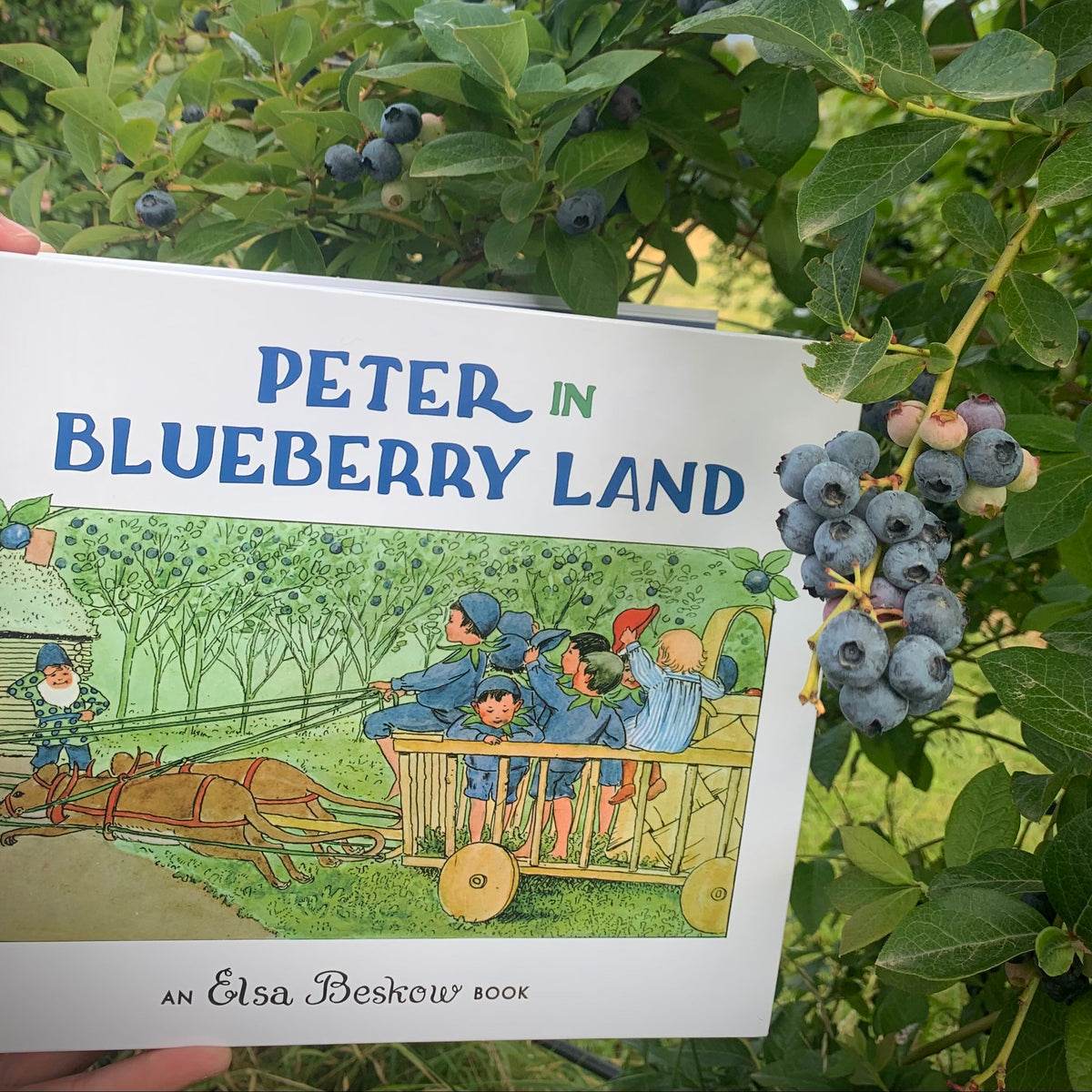 Book titled 'Peter in Blueberry Land' held in front of a blueberry bush
