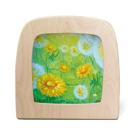 Dandelion flowers and seed clocks in a green meadow